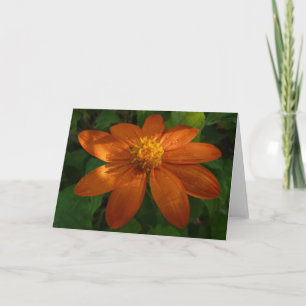 Tarjeta Amanecer en Floral Naranja de Girasol Mexicano