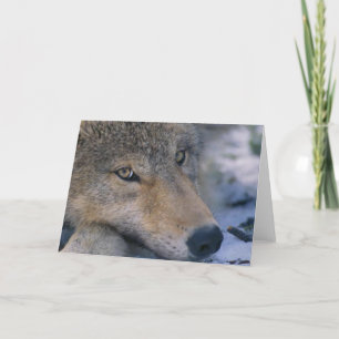Tarjeta Amantes del lobo gris
