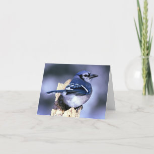 Tarjeta Amantes del pájaro del arrendajo azul