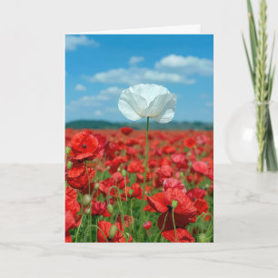 Tarjeta Amapola Blanca Solitaria en un Campo de Amapolas R
