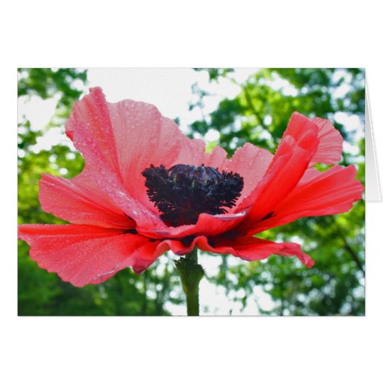 Tarjeta Amapola Notecard en blanco