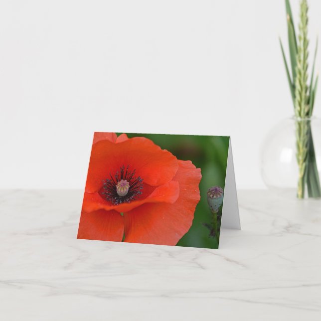 Tarjeta Amapola roja Notecard (Anverso)