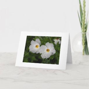 Tarjeta Amapolas Blancas Flores Botánicas En Blanco