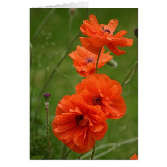 Tarjeta Amapolas rojas