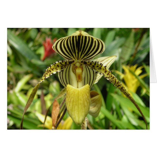 Tarjeta amarilla de la flor de la orquídea (Anverso (Horizontal))