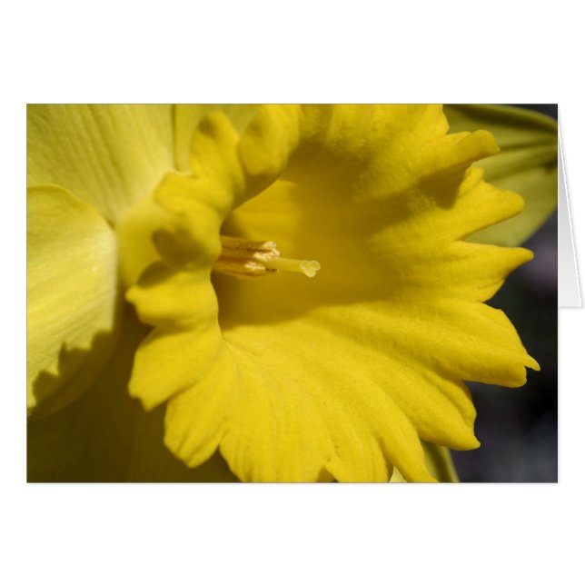 Tarjeta amarilla de la fotografía de la flor del (Anverso (Horizontal))