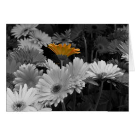 Tarjeta amarilla de la margarita