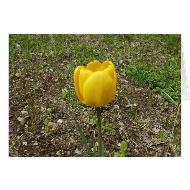 Tarjeta amarilla de tulipanes en blanco (Anverso (Horizontal))