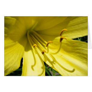 Tarjeta amarilla del Daylily