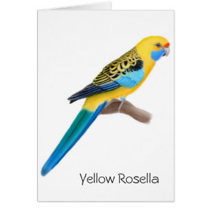 Tarjeta amarilla del loro de Rosella