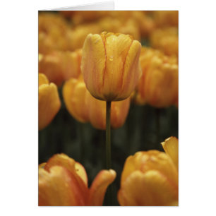 Tarjeta amarilla en blanco de tulipanes