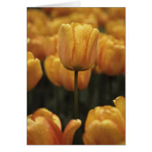 Tarjeta amarilla en blanco de tulipanes