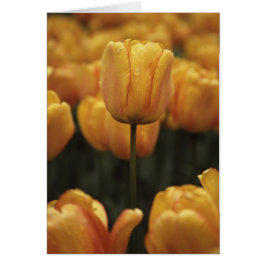 Tarjeta amarilla en blanco de tulipanes