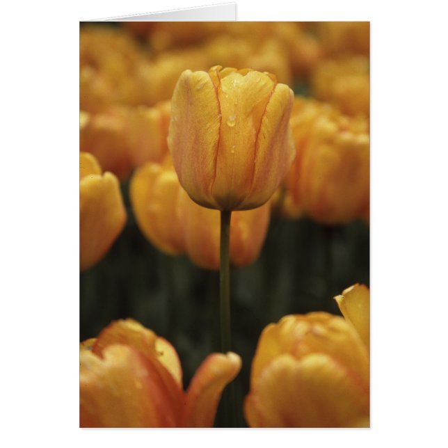 Tarjeta amarilla en blanco de tulipanes (Frente)