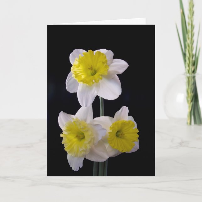 Tarjeta Amarillo en el Día de la Madre con Daffodil Blanco (Anverso)