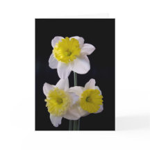 Amarillo en el Día de la Madre con Daffodil Blanco