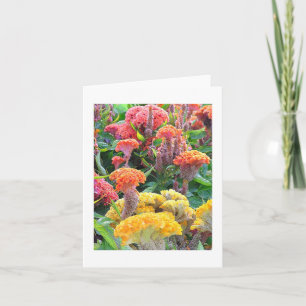 TARJETA "AMARILLO, SALMÓN Y NARANJA CELOSIA" NOTECARD/BLAN