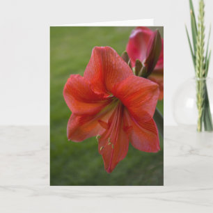 Tarjeta Amaryllis