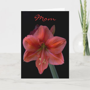 Tarjeta Amaryllis en el día de madre negro