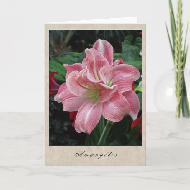 Tarjeta Amaryllis - serie floral (Anverso)