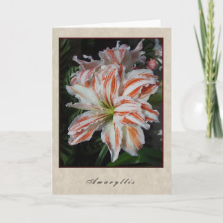 Tarjeta Amaryllis - serie floral