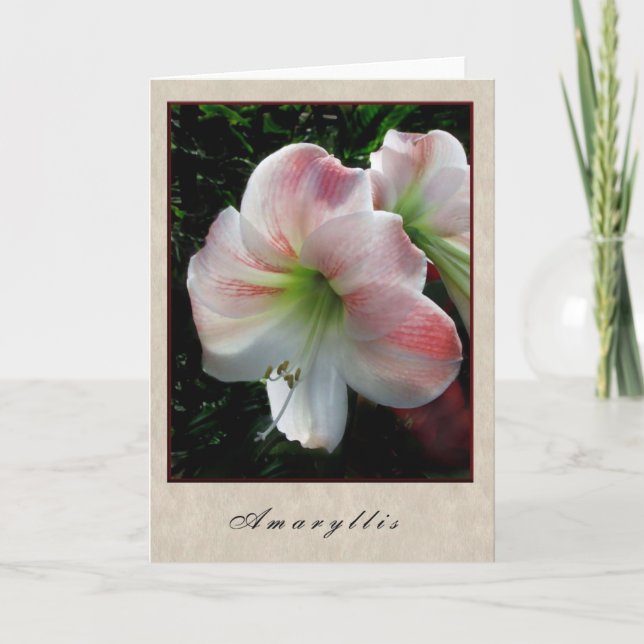 Tarjeta Amaryllis - serie floral (Anverso)