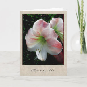 Tarjeta Amaryllis - serie floral