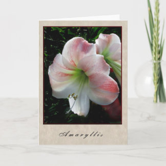 Tarjeta Amaryllis - serie floral