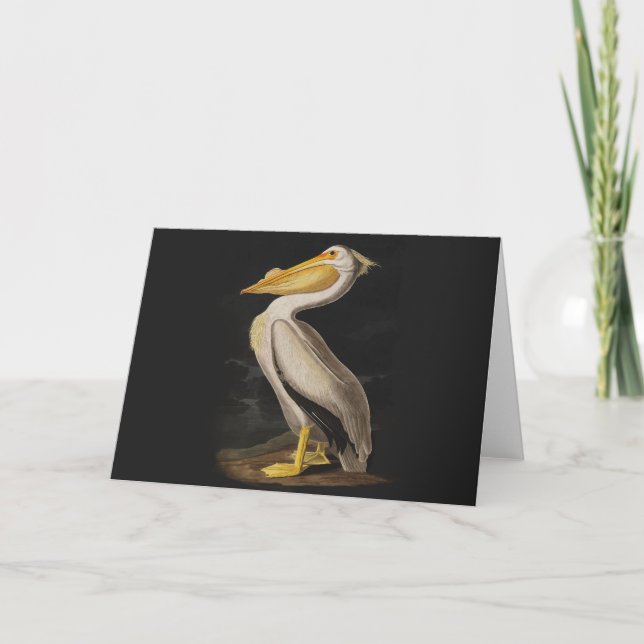 Tarjeta América del pájaro pelícano blanco audubon (Anverso)