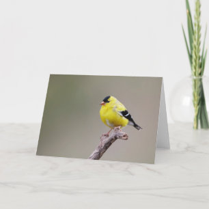 Tarjeta American Goldfinch Bird