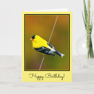 Tarjeta American Goldfinch - Fotografía original