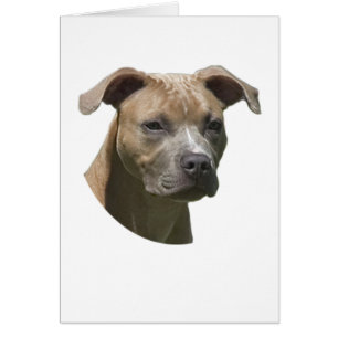 Tarjeta americana de Terrier (APBT) de pitbull