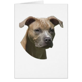 Tarjeta americana de Terrier (APBT) de pitbull