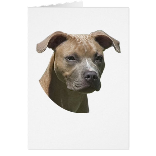 Tarjeta americana de Terrier (APBT) de pitbull (Frente)