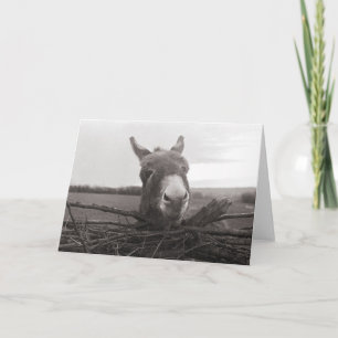 Tarjeta Amigable burro - Foto de época