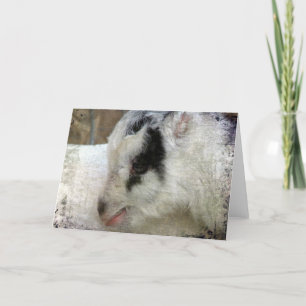 Tarjeta Amigo la cabra