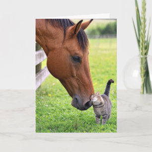 Tarjeta Amigos de cumpleaños Caballo con gato atigrado