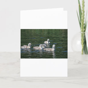 Tarjeta Amigos de la nadada