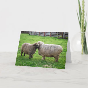 Tarjeta Amigos de las ovejas