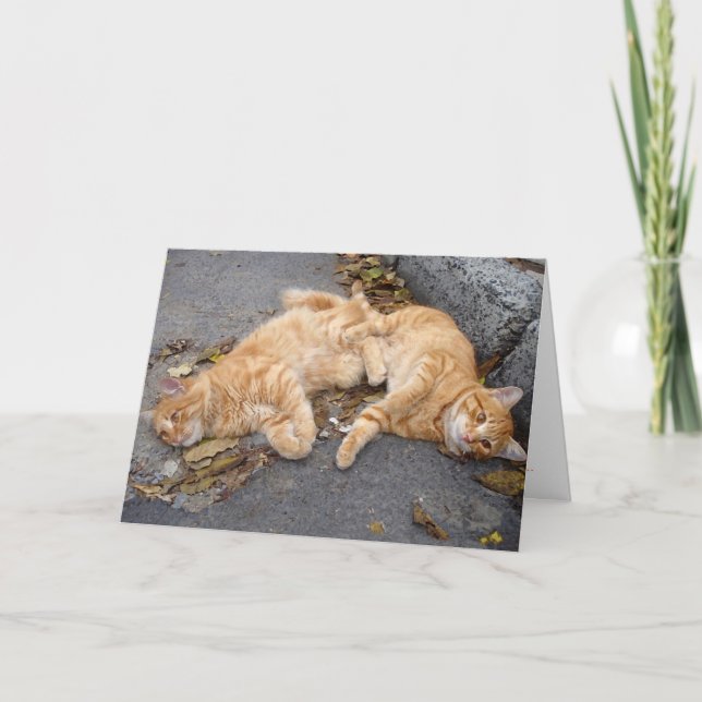 Tarjeta Amigos felinos (Anverso)