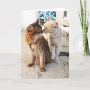 Tarjeta Amigos Gatos - Romance para Amantes de Gatos Adora
