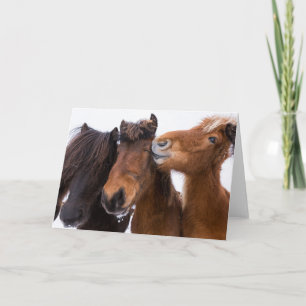 Tarjeta Amigos islandeses del caballo, Islandia