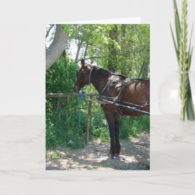 Tarjeta Amish Horse (Anverso)
