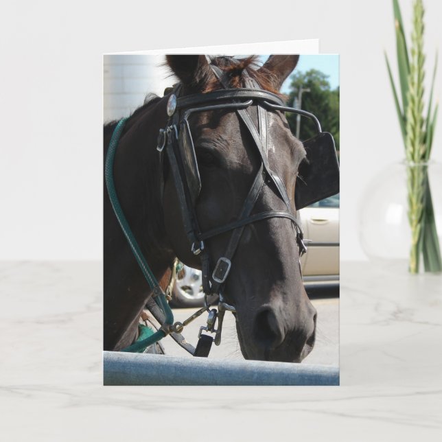 Tarjeta Amish Horse (Anverso)