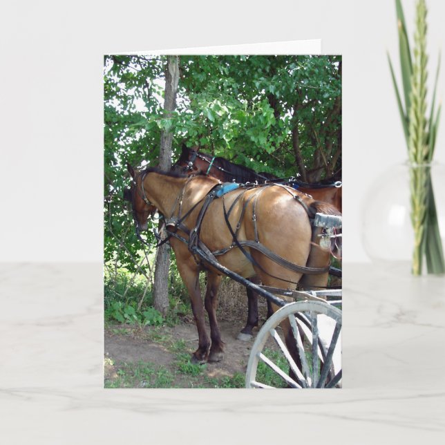 Tarjeta Amish Horses (Anverso)