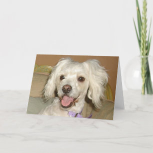 Tarjeta Amo a mi pequeño perro blanco Poodle / Bichon Mix