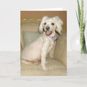 Tarjeta Amo a mi pequeño perro blanco Poodle / Bichon Mix