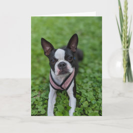Tarjeta Amor de Boston Terrier