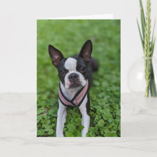 Tarjeta Amor de Boston Terrier