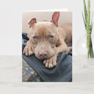 Tarjeta Amor de Pit Bull en Blanco